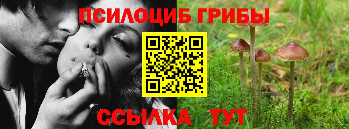 Псилоцибиновые грибы Cubensis Новочебоксарск